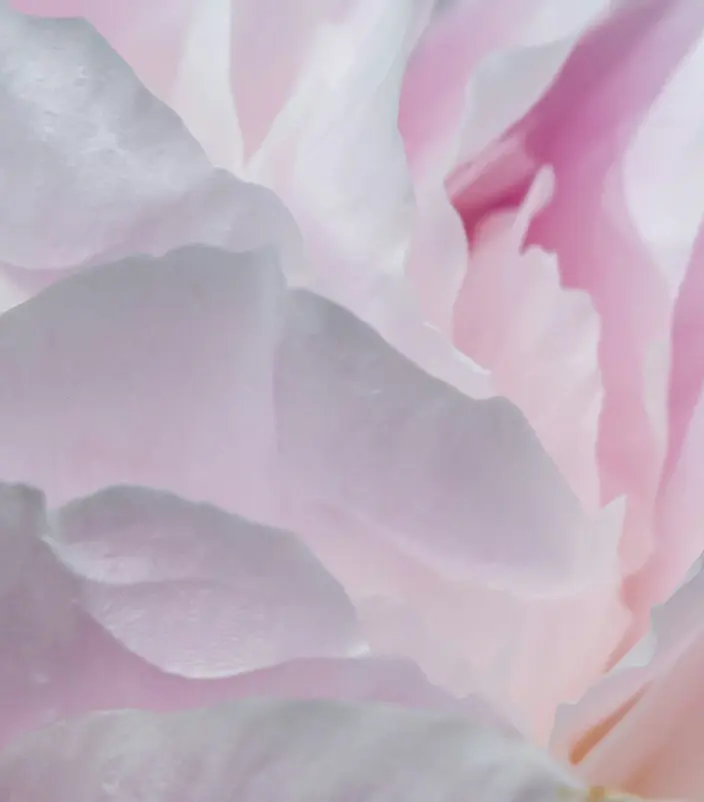 Wheelers of Chiswick